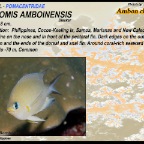Chromis amboinensis - Ambon chromis