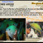 Chromis viridis - Blue-green chromis