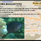 Chromis margaritifer - Bicolor chromis