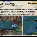 Chromis caudalis - Blue-axil chromis