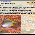 Chromis xanthura - Pale-tail chromis
