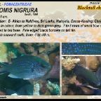 Chromis nigrura - Blacktail chromis