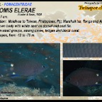Chromis elerae - Twospot chromis