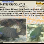 Stegastes fasciolatus - Pacific gregory