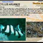 Dascyllus aruanus - Threebar dascyllus