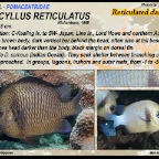 Dascyllus reticulatus - Reticulated dascyllus