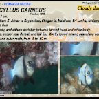Dascyllus carneus - Cloudy dascyllus