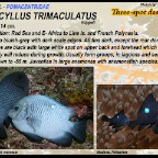 Dascyllus trimaculatus - Three-spot dascyllus