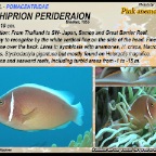 Amphiprion  perideraion - Pink anemonefish
