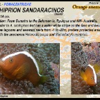 Amphiprion  sandaracinos - Orange anemonefish