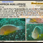 Amphiprion akallopisos - Skunk anemonefish