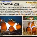 Amphiprion  ocellaris - Clown anemonefish