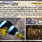 Amphiprion clarkii - Clark's  annemonefish
