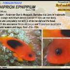 Amphiprion ephippium - Red saddleback anemonefish