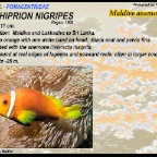 Amphiprion nigripes - Maldive anemonefish