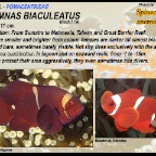 Premnas  biaculeatus - Spinecheek anemonefish