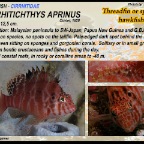 Cirrhitichthys aprinus - Threadfin hawkfish