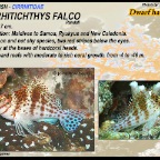 Cirrhitichthys falco - Dwarf hawkfish
