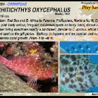 Cirrhitichthys oxycephalus - Pixy hawkfish