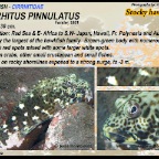 Cirrhitus pinnulatus - Stocky hawkfish
