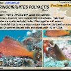 Cyprinocirrhites polyactis - Swallowtail hawkfish