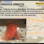 Neocirrihites armatus - Flame hawkfish