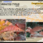 Oxycirrhites Typus - Longnose hawkfish