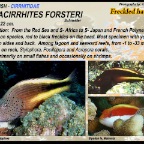 Paracirrhites forsteri - Freckled hawkfish