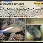 Paracirrhites arcatus - Arc-eye hawkfish