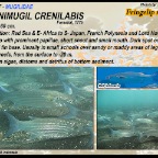 Crenimugil crenilabis - Fringelip  mullet
