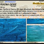 Sphyraena genie - Blackfin barracuda