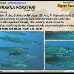 Sphyraena forsteri - Bigeye barracuda