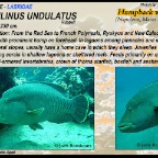 Cheilinus undulatus - Humpback wrasse