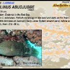Cheilinus abudjubbe - Abudjubbe wrasse