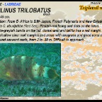 Cheilinus trilobatus - Tripletail wrasse