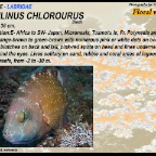 Cheilinus chlorourus - Floral wrasse