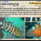 Cheilinus fasciatus - Redbreasted wrasse