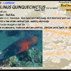 Cheilinus quinquecinctus - Red breasted wrasse
