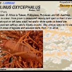 Cheilinus oxycephalus -  Snooty wrasse
