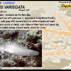 Coris variegata - Dapple coris