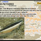 Coris pictoides - Pixie coris