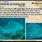 Choerodon schoenleinii - Blackspot tuskfish
