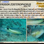 Choerodon zosterophorus - Zoster wrasse