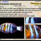 Choerodon fasciatus - Harlequin tuskfish