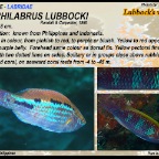 Cirrhilabrus lubbocki - Lubbock's  wrasse