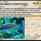 Cirrhilabrus cyanopleura - Blueside wrasse