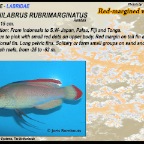 Cirrhilabrus rubrimarginatus - Red margined wrasse