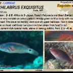 Cirrhilabrus exquisitus - Exquisite wrasse