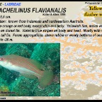 Paracheilinus flavianalis - Yellowfin flasher