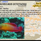 Paracheilinus  octotaenia - Red Sea eightline flasher